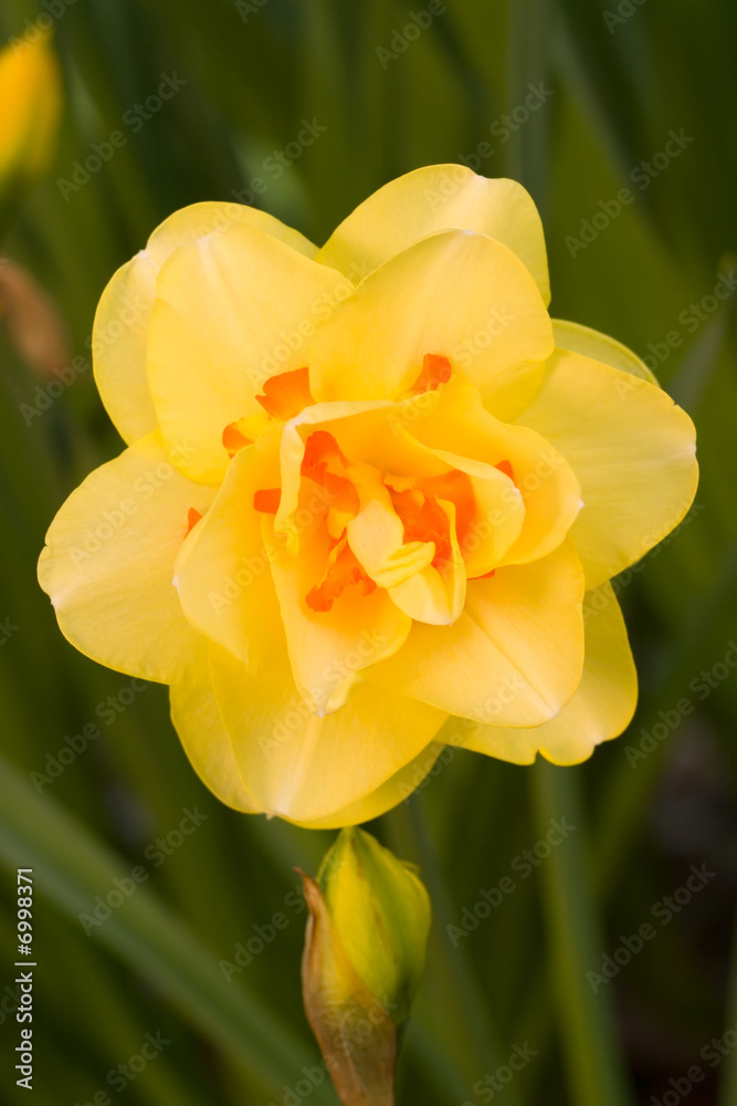 Tahiti Daffodils Tahiti Daffodils