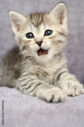 Small grey kitten with the open mouth