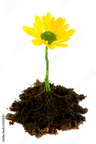 young flower.