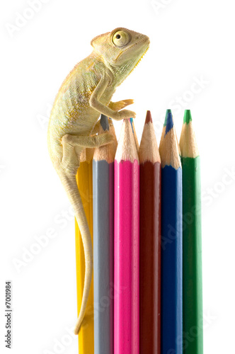 The lizard and color pencils.