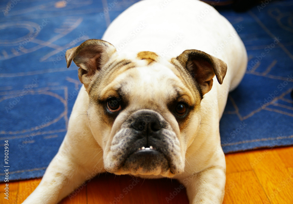 Cute young bulldog lying on interior rug
