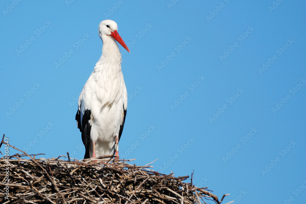 Fototapeta premium Cigogne d'Alsace