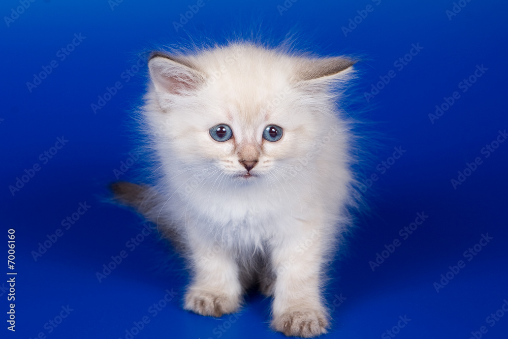 Kitten on blue background