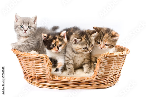 Tabby kittens