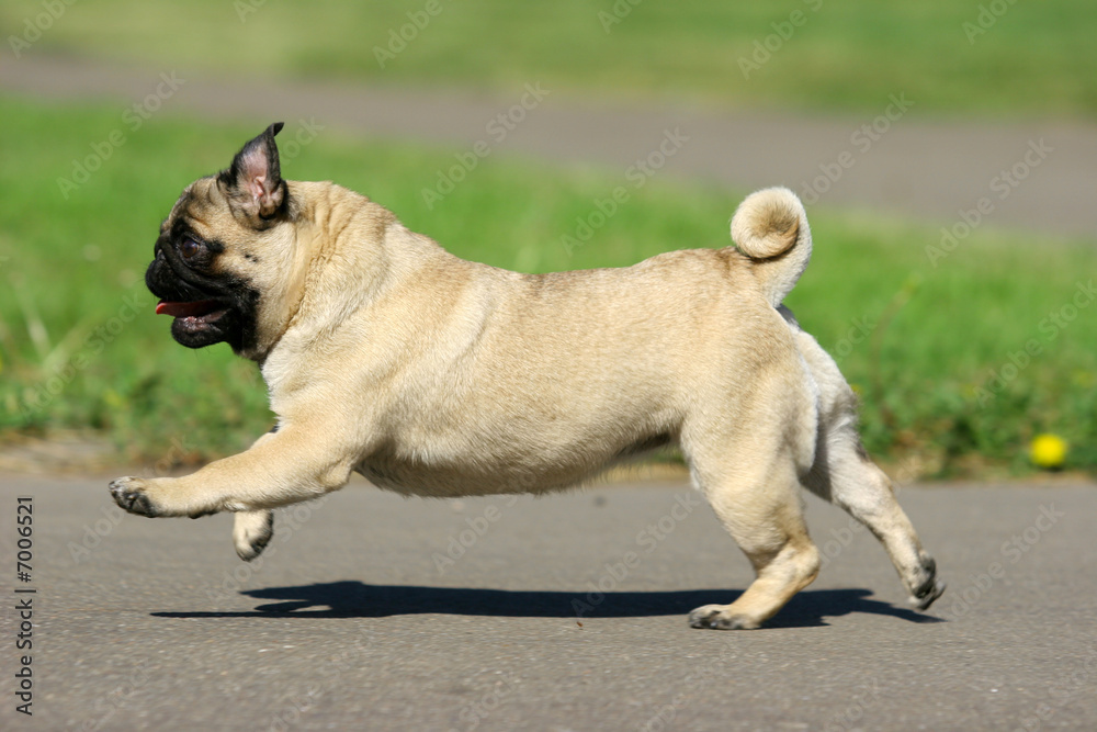 Fotografie Pug