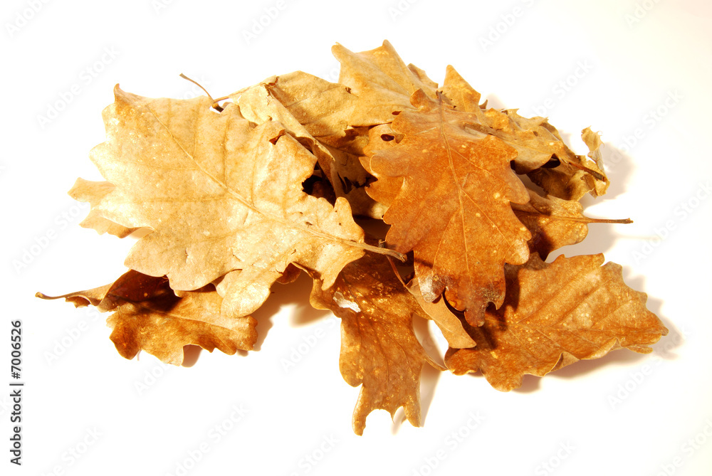 feuilles mortes feuilles mortes