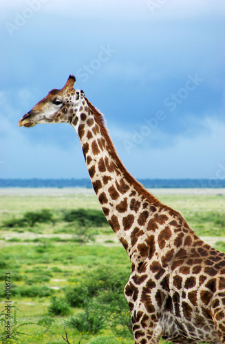 Giraffe