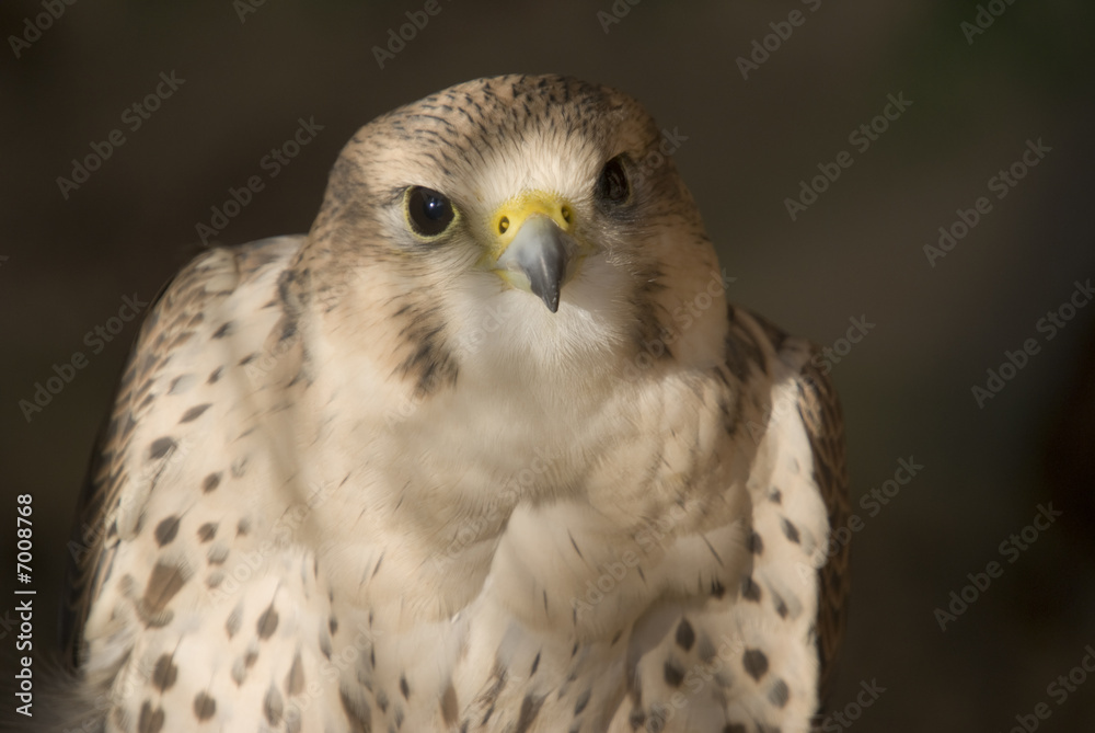 Peregrine Falcon Peregrine Falcon