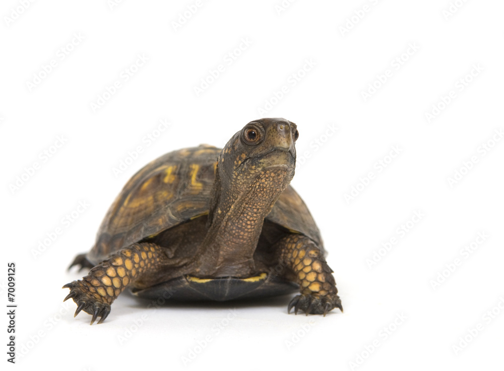 Naklejka premium Box turtle on a white background