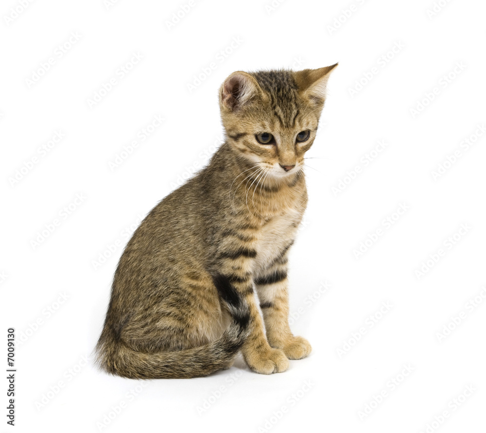 Kitten sitting on white background