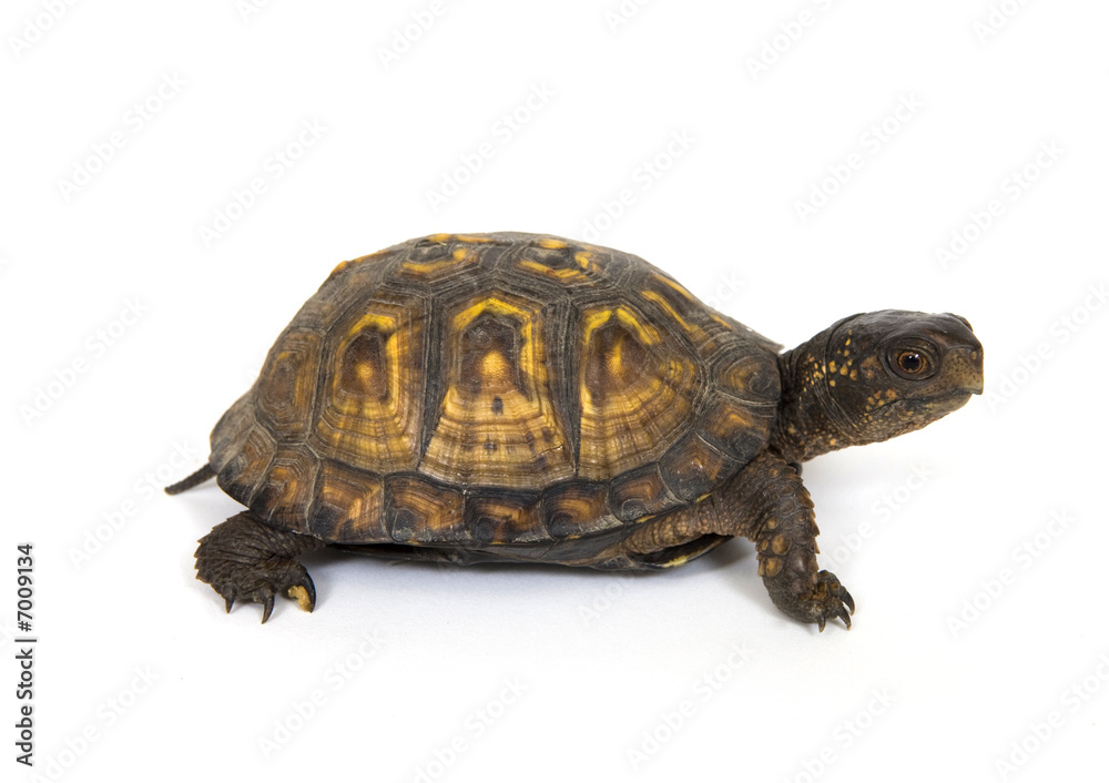 Fototapeta premium Box turtle