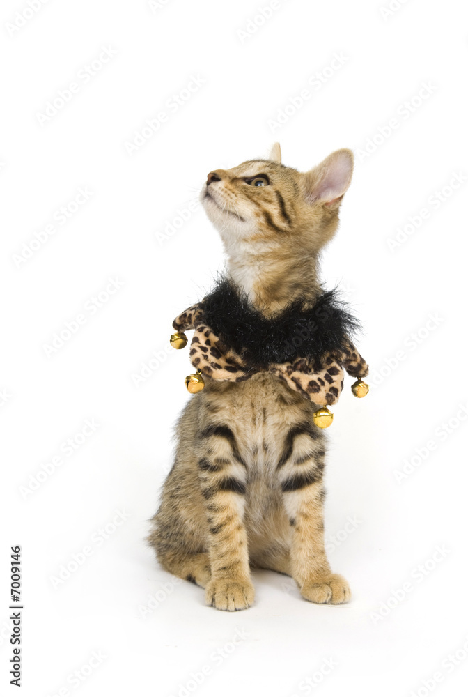 Obraz premium Kitten with bells on