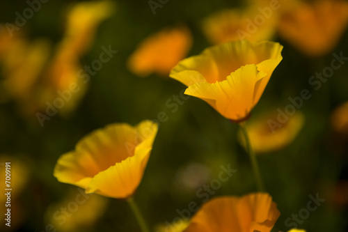 orange flowers in spring - selective focus