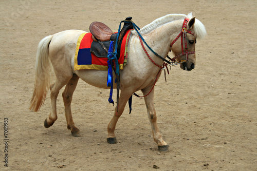 white horse © naskybabe