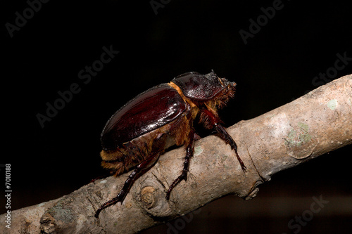Rain Beetle © lgunderson