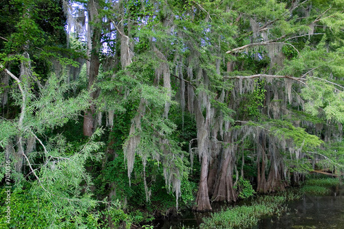 Cypress Tree With Spanish Moss