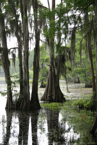 Cypress Tree With Spanish Moss