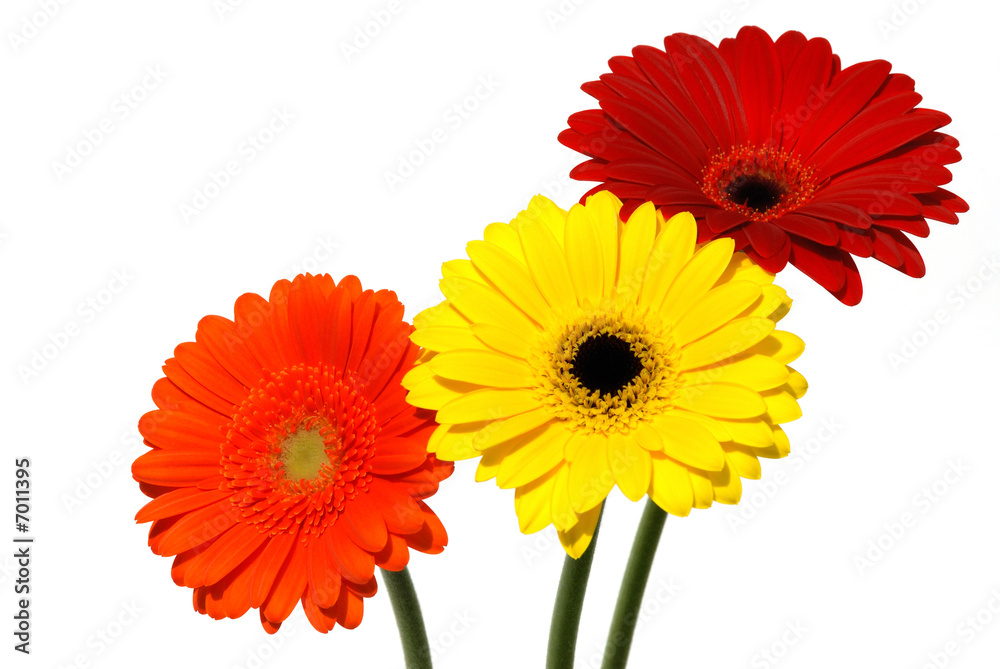 Gerber daisy flowers isolated on white background Gerber daisy flowers isolated on white background