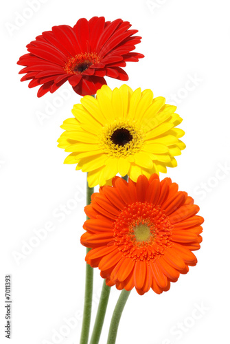 Gerber daisy flowers isolated on white background