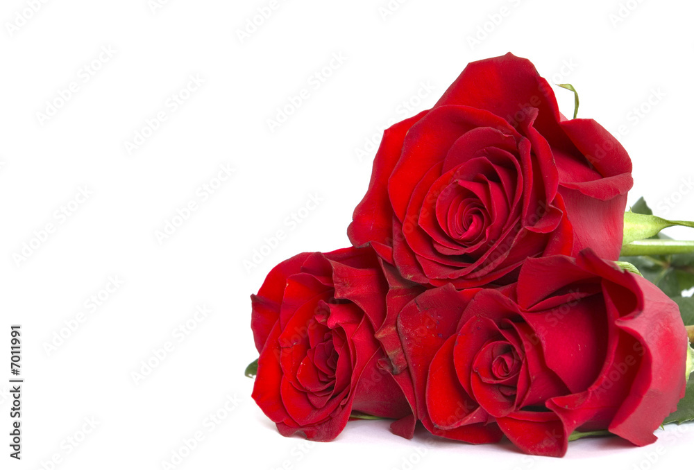 red roses red roses
