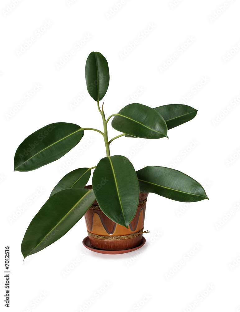 Isolated indoor plant with big green leafs in nice flowerpot Isolated indoor plant with big green leafs in nice flowerpot
