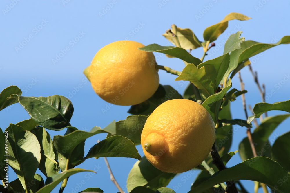 Two lemons Two lemons