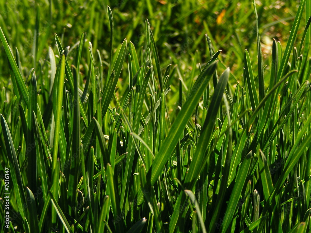 Green grass Green grass