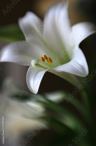 White Lily