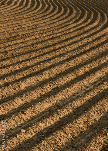 Arable field in spring 1