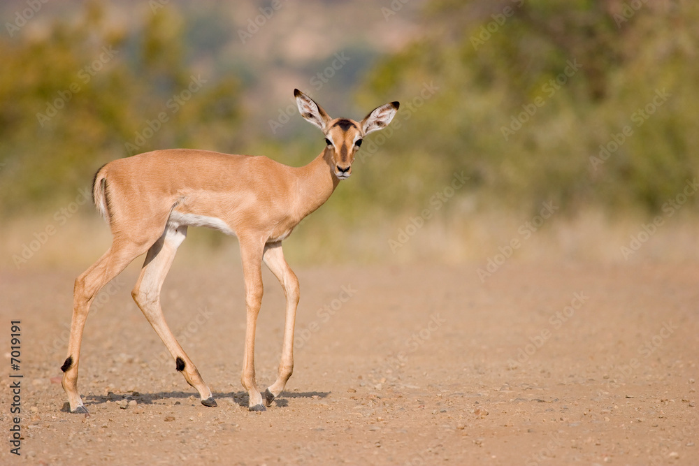 Impala crossing the road Impala crossing the road