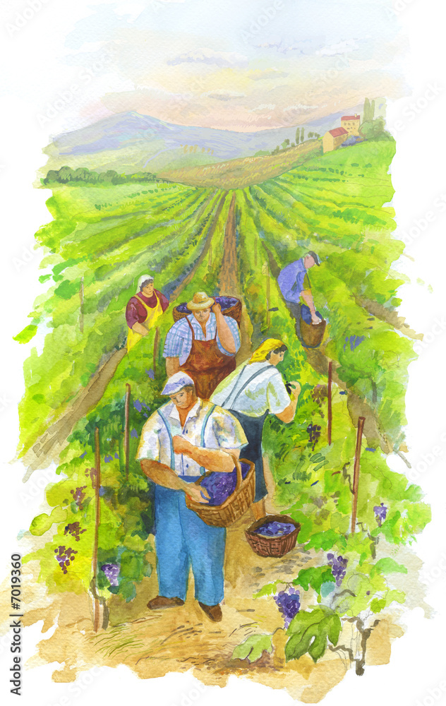 Fototapeta premium Vintagers on the Vineyard. Grape harvest landscape. Vertical watercolor illustration.