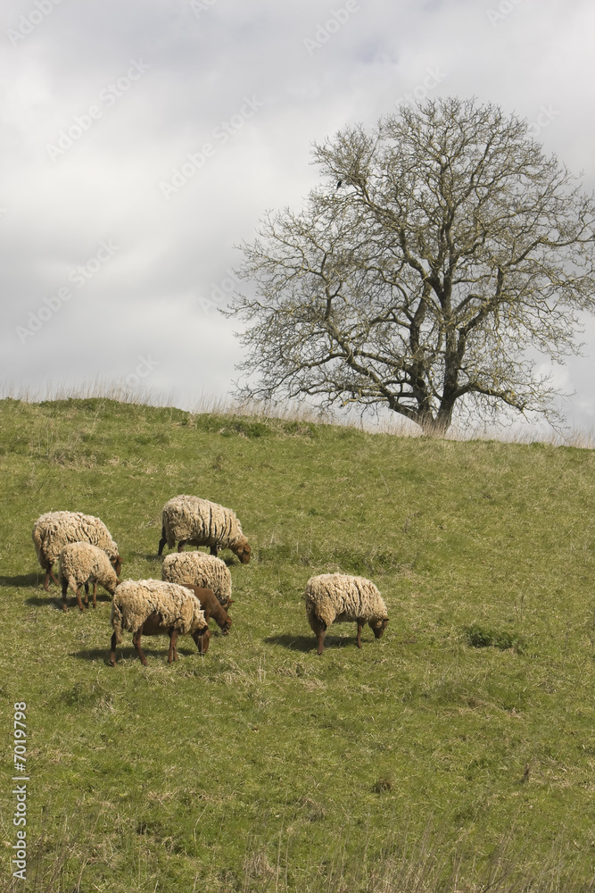 Fototapeta premium Moutons dans le pré