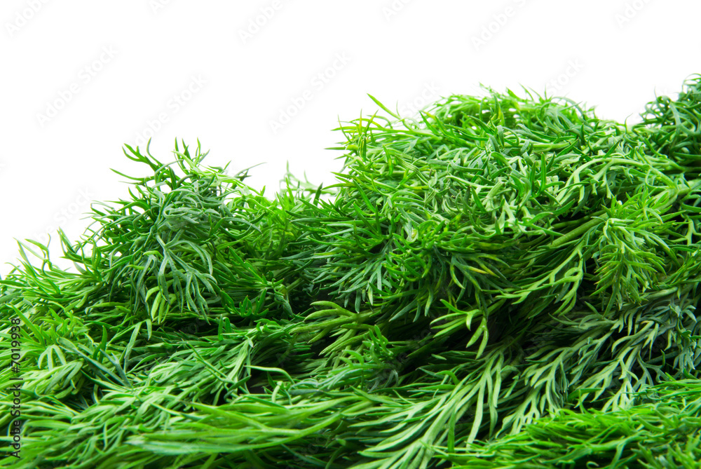 Fototapeta premium fresh dill