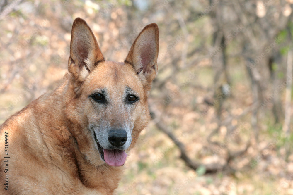 Hunde Porträt