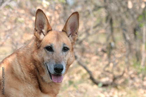 Hunde Porträt