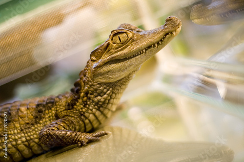 alligator