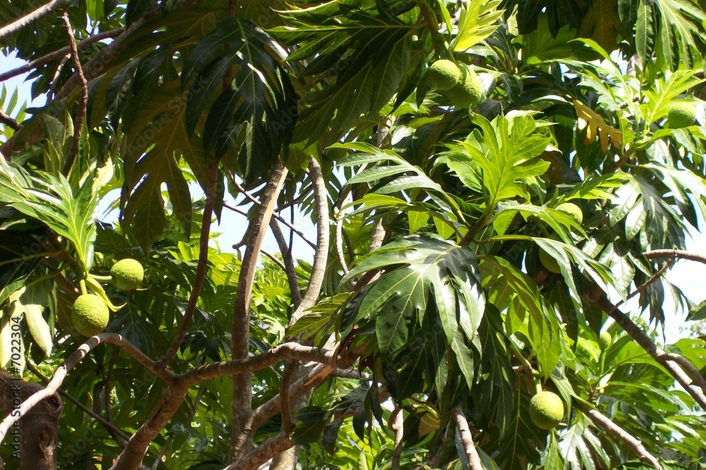 Fruit tropical en forêt dense