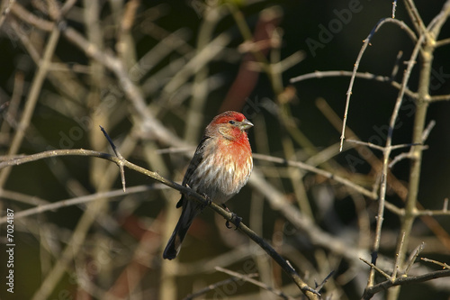 House Finch