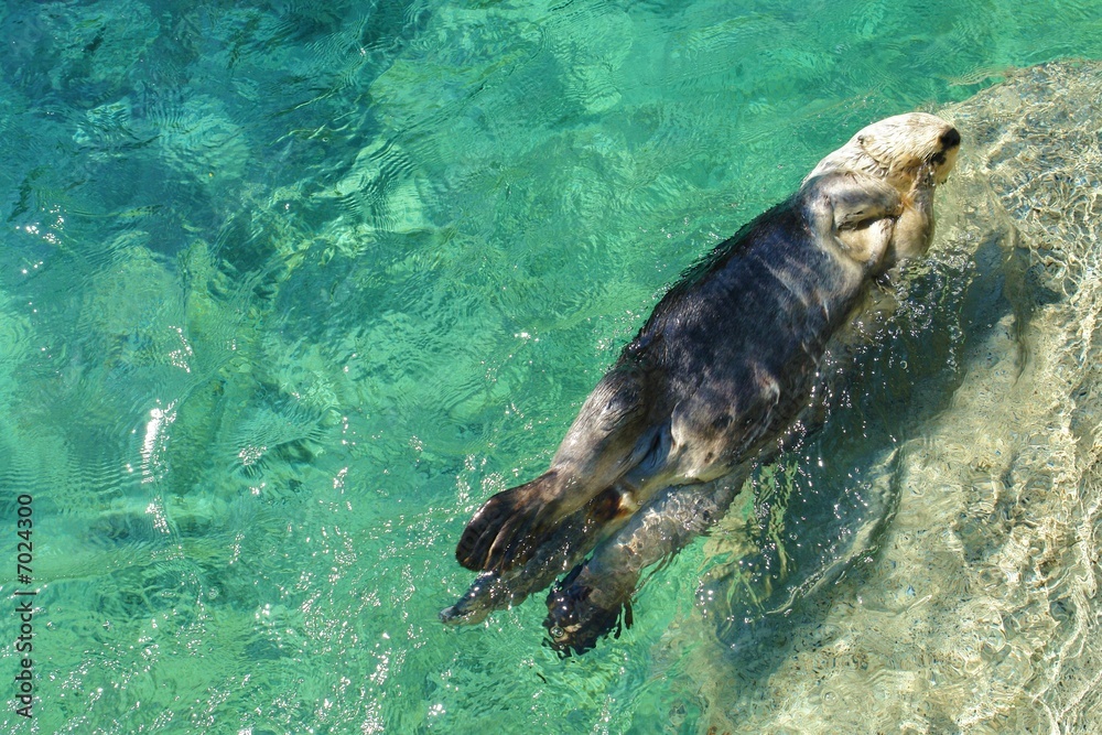 Fototapeta premium sea otter