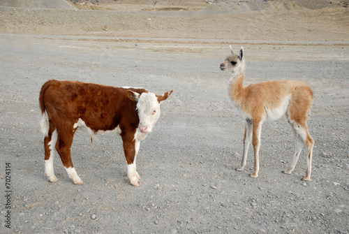 Tableau sur toile Baby's guanaco and calf bull