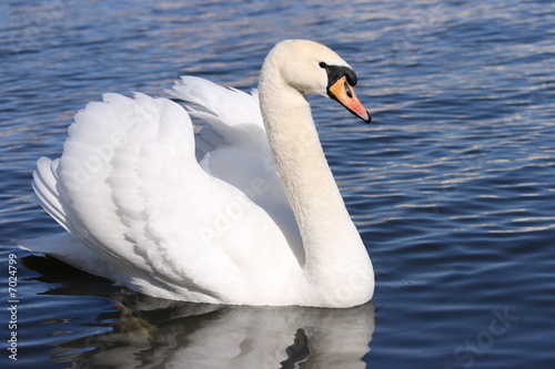Swan