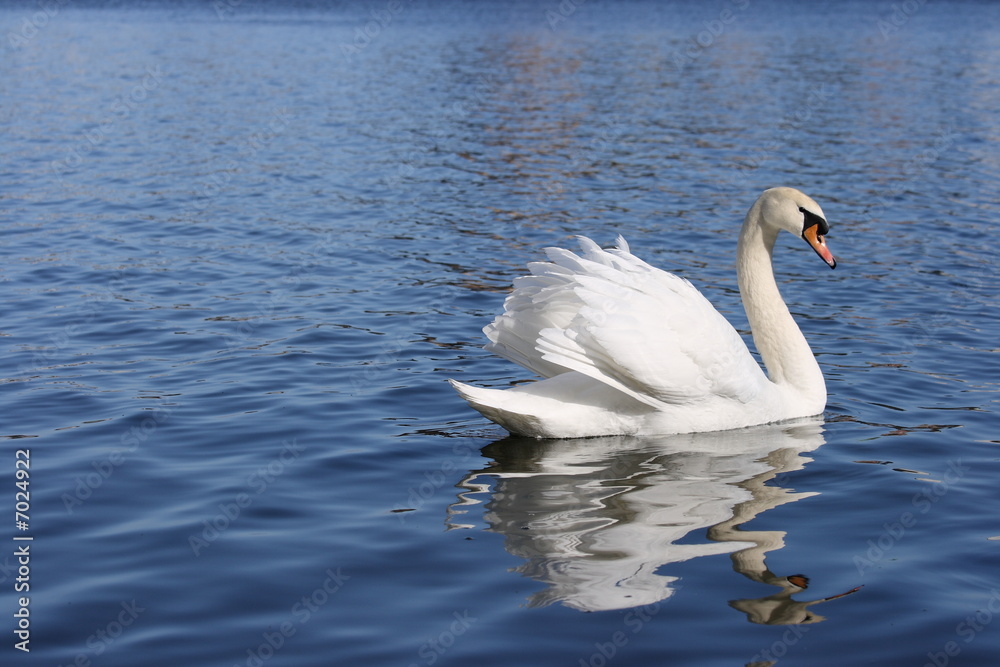 Swan Swan