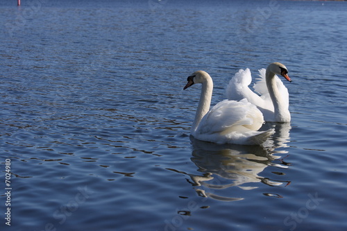 Swans