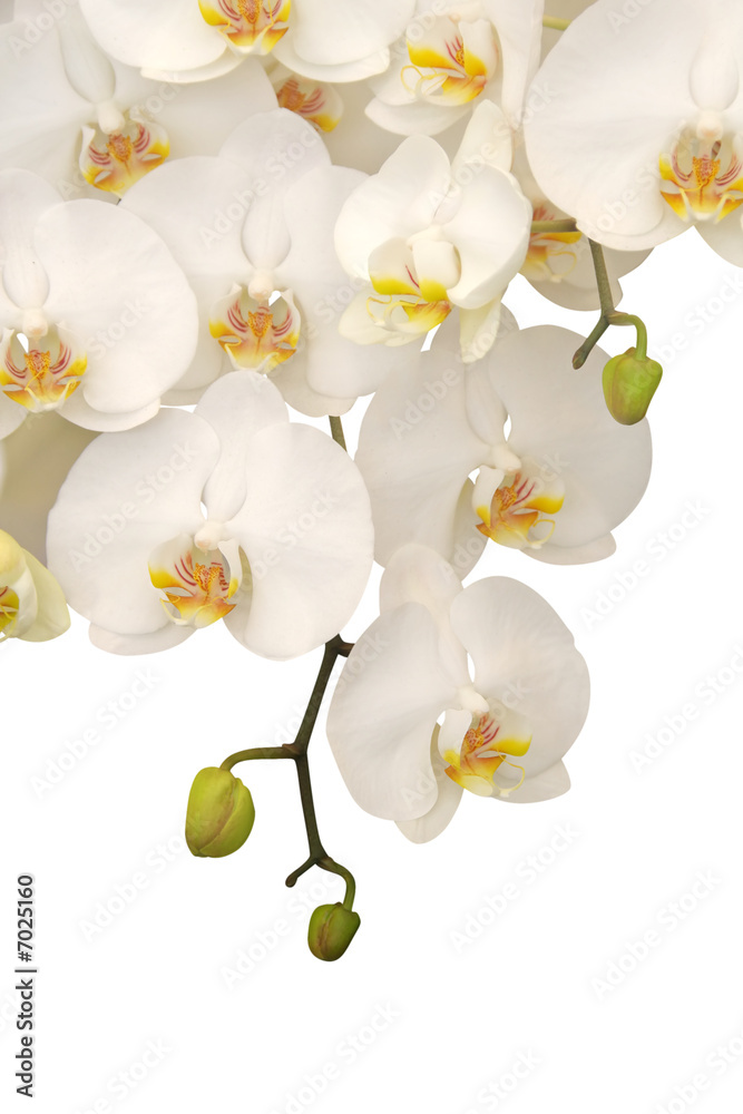 Hanging white orchid