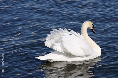 Swan