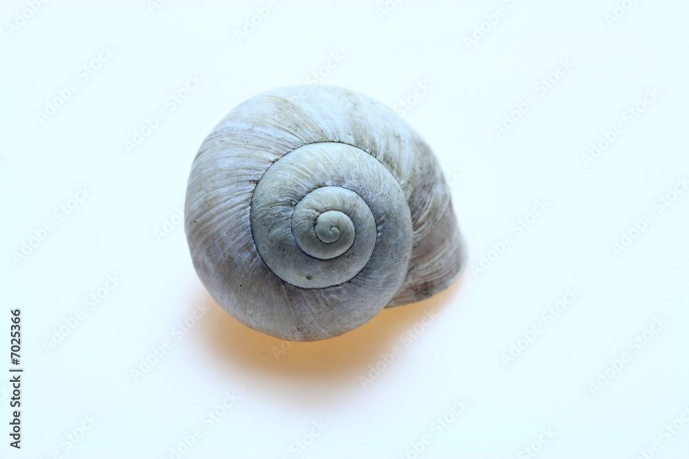 Snail shell Snail shell