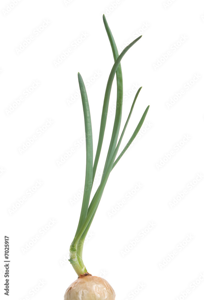 spring onion isolated on white background spring onion isolated on white background