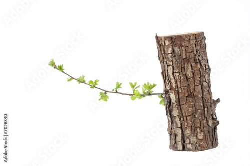 old log with new shoot and fresh green leaves