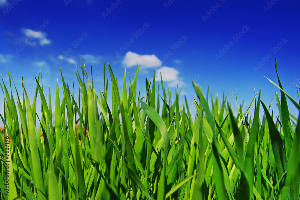 Obraz premium Fresh Grass