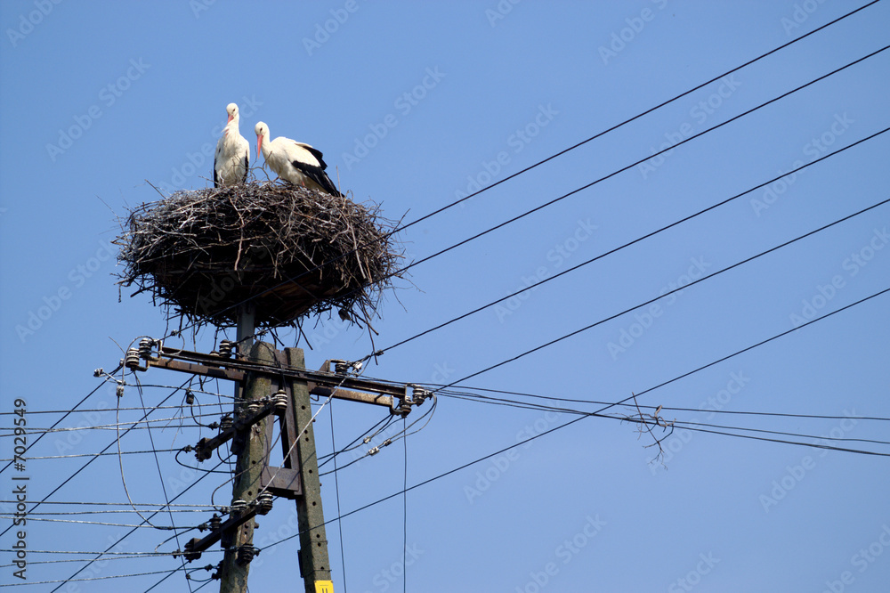 Fototapeta premium Stork couple on nest on the pole over blue sky -